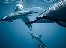 b体育官网-王楚钦、孙颖莎将出战WTT新加坡大满贯赛